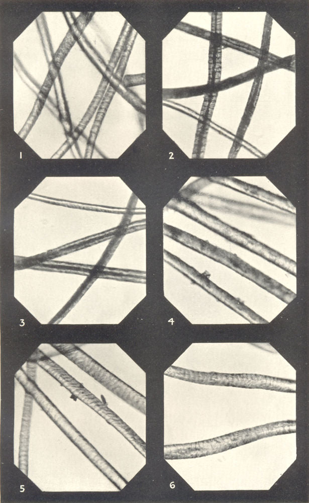 WOOL FIBRES. New Zealand Cross-bred; Fine Kent Lamb; Home; Blackface 1912